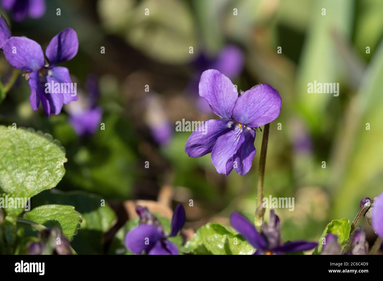 purple violet flower macro Stock Photo