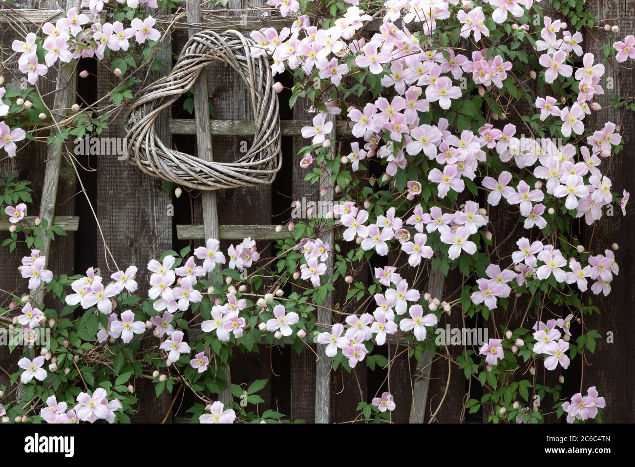 clematis montana Rubens in pink and willow heart on the garden wall Stock Photo