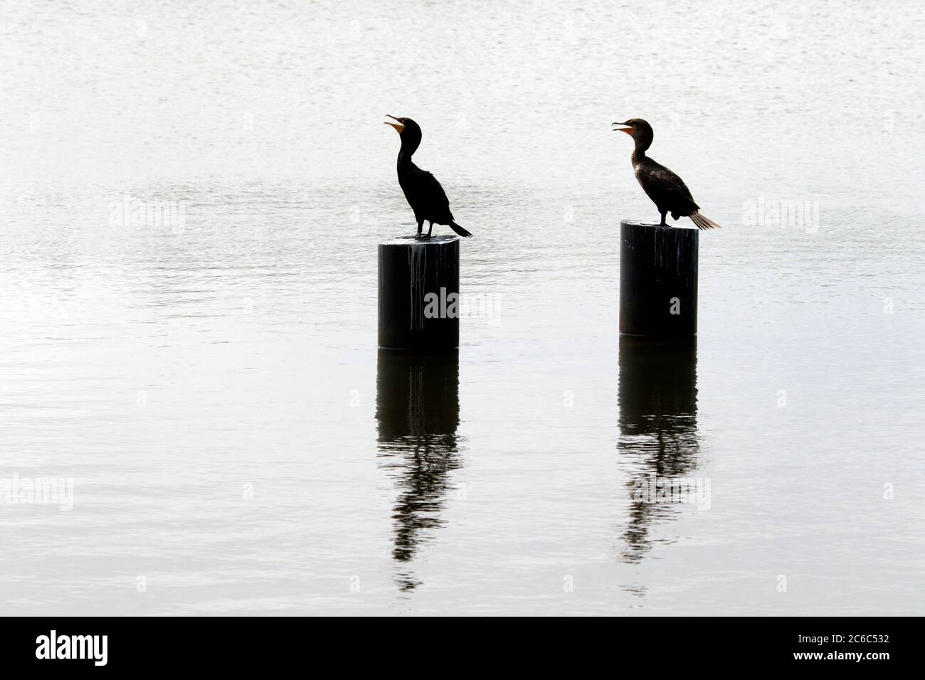 Cormorants standing in profile on pilings in Bay Head, New Jersey, USA Stock Photo
