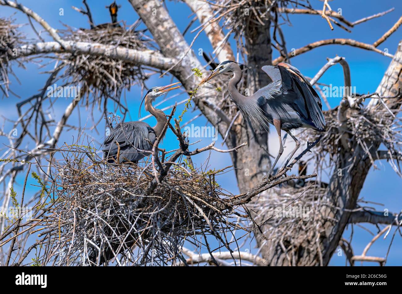 A Female Great Blue Heron eagerly awaits the branch that her mate has brought to their nest site. Stock Photo