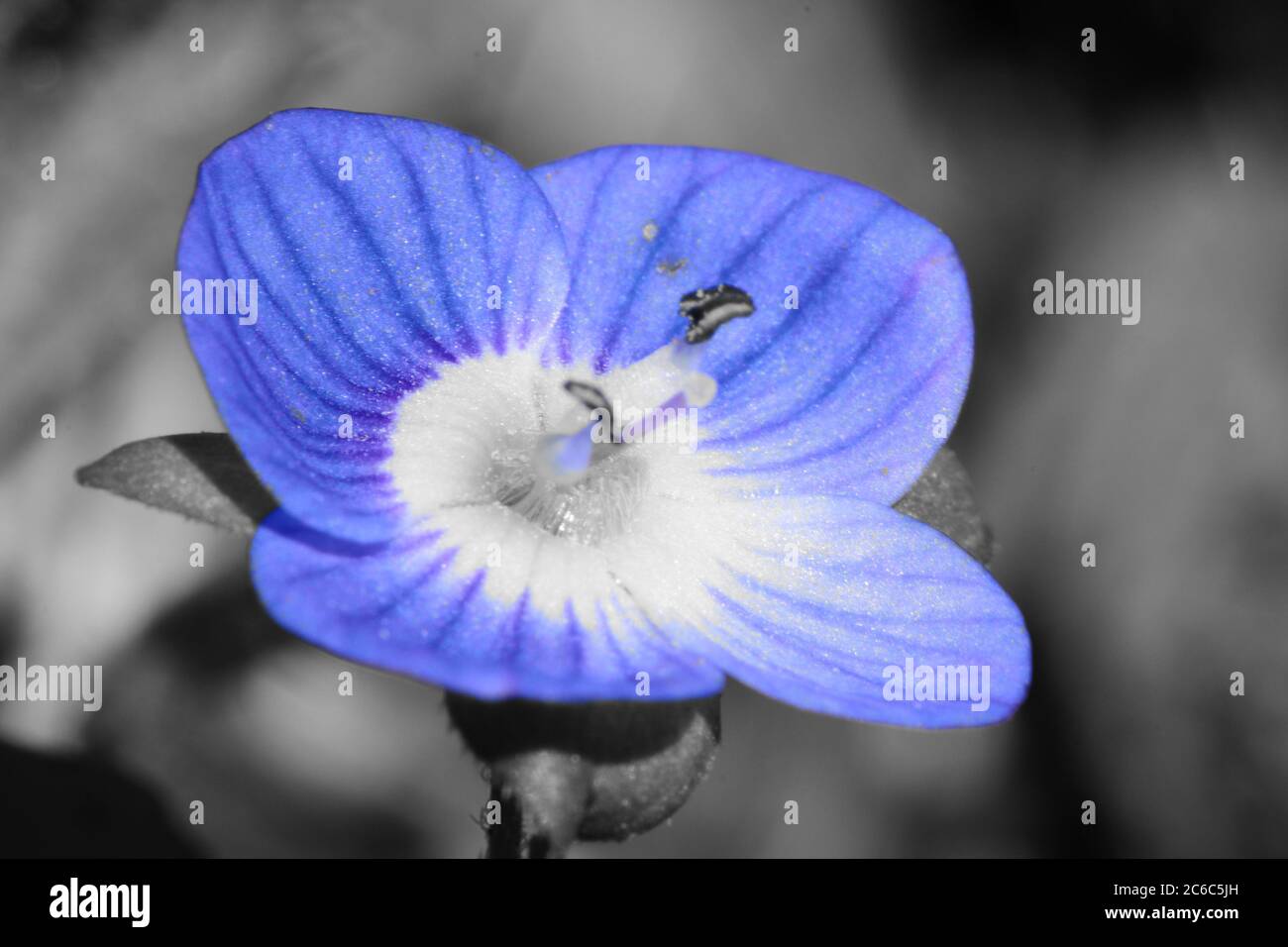 Colorsplash of a common speedwell (Veronica arvensis) flower in bloom ...