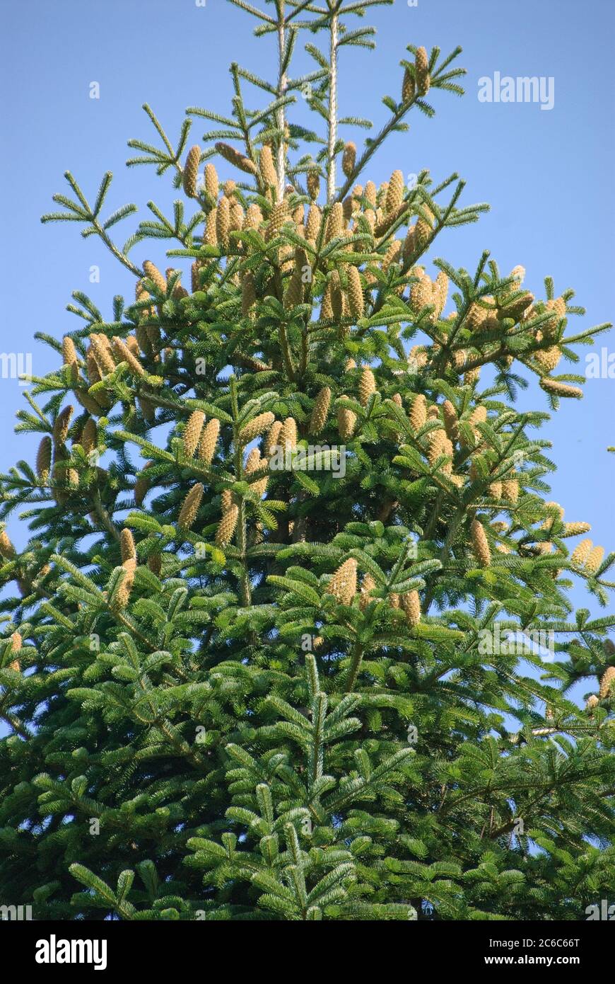 Troja-Tanne, Abies equi-trojani, Troy fir, Abies equi-Trojani Stock Photo