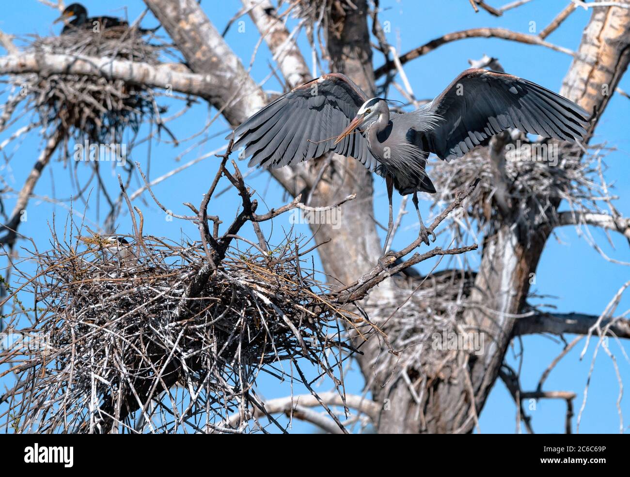 A Great Blue Heron stands on a branch with open wings and a stick in his bill, while the female, nestled in the nest, incubates the eggs. Stock Photo