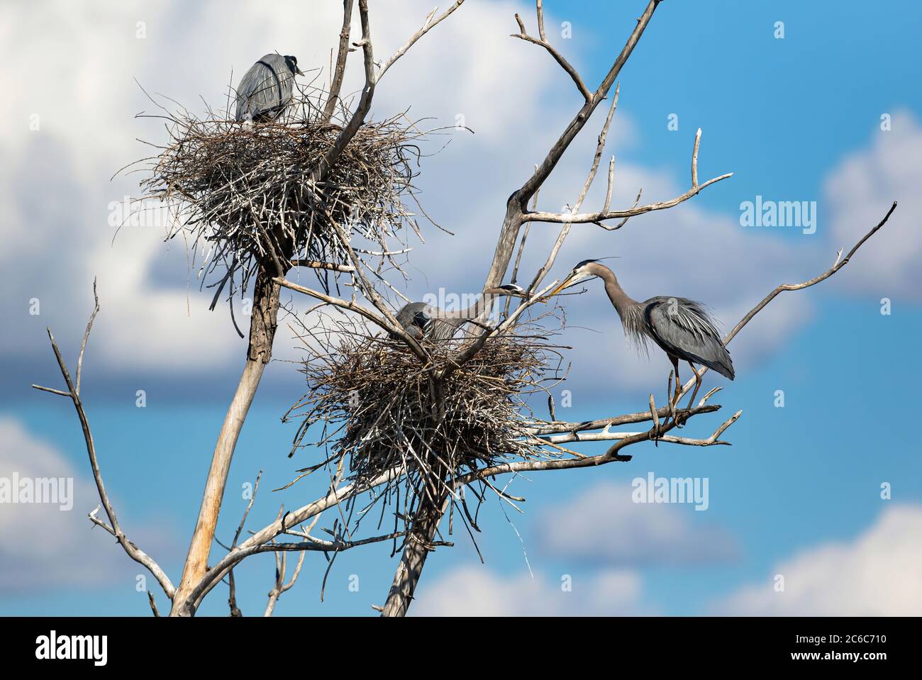 A tall dead tree with two nests shows a Great Blue Heron couple adjusting a stick together against a beautiful backdrop of fluffy clouds and blue sky. Stock Photo