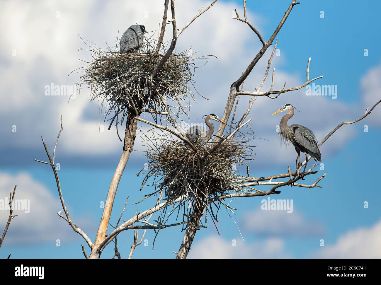 Great Blue Herons nesting in a tall deadwood tree against a beautiful backdrop of fluffy white clouds and baby blue sky on a scenic Colorado day. Stock Photo