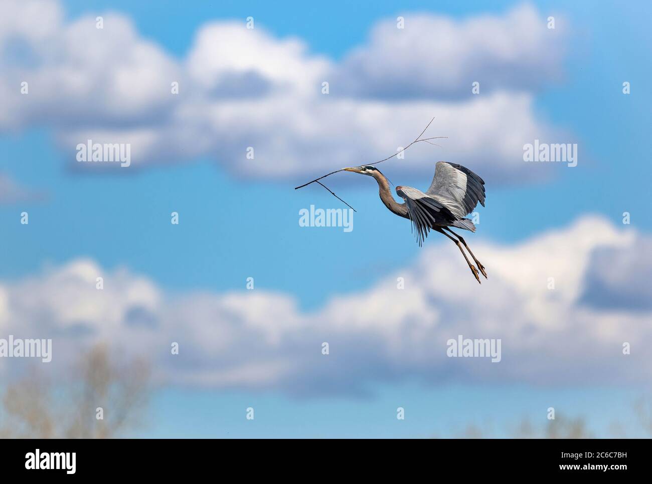 A Great Blue Heron carries a long stick to his nest, on a beautiful Spring day in Colorado, with fluffy white clouds and a pretty blue sky. Stock Photo