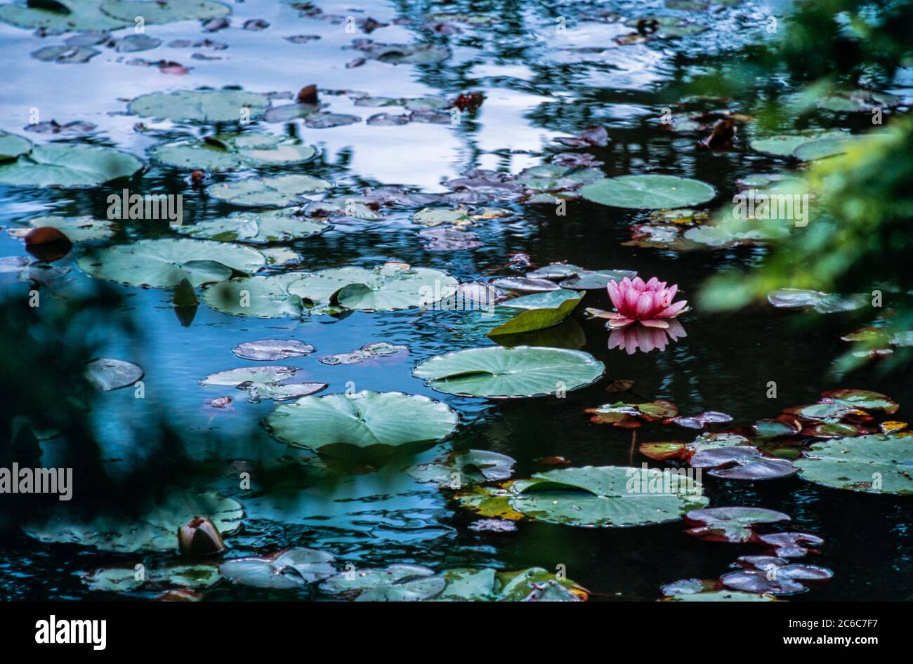 Water lilies pond at Kinkaku-ji, Golden Pavilion in Kyoto, Japan Stock Photo