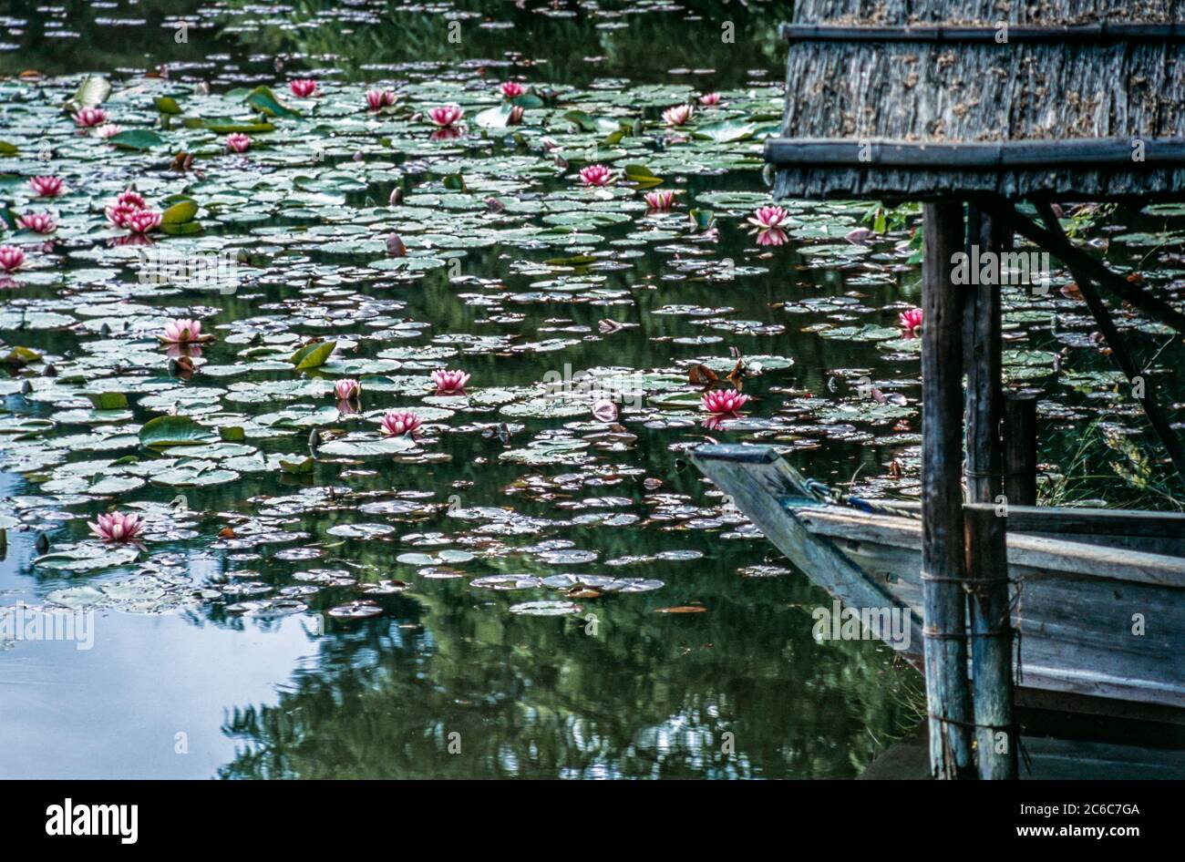 Water lilies pond at Kinkaku-ji, Golden Pavilion in Kyoto, Japan Stock Photo
