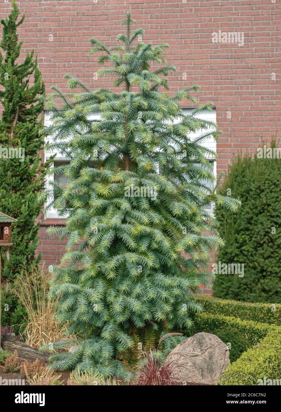 Chinesische Spiesstanne, Cunninghamia lanceolata Glauca, Chinese fir, Cunninghamia lanceolata Glauca Stock Photo