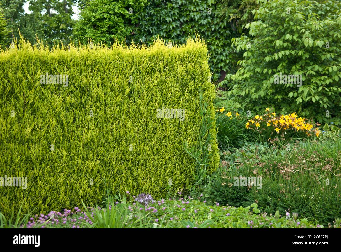 LeylandZypresse, Cupressocyparis leylandii Castlewellan Gold, Leyland