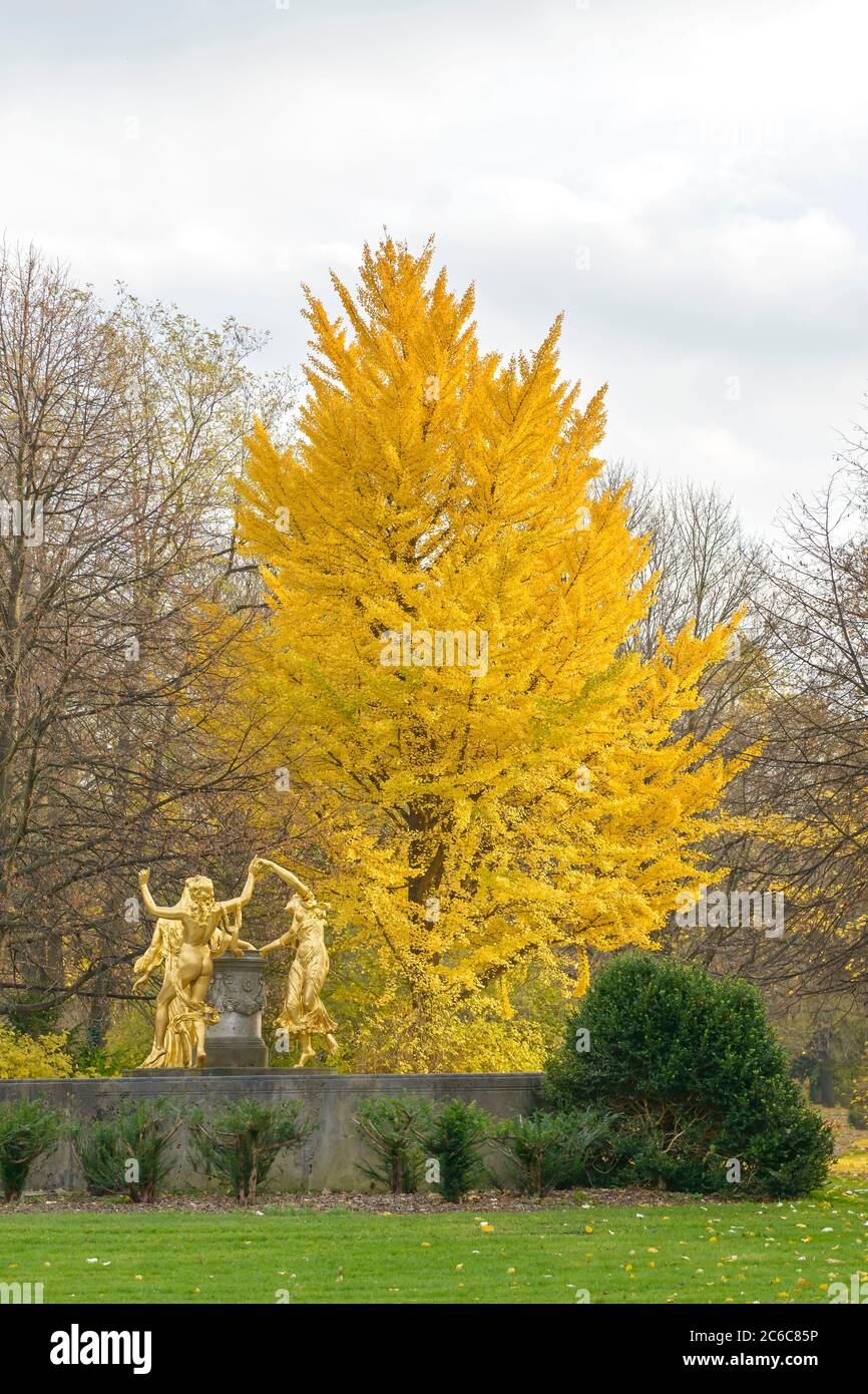 Ginkgo biloba princeton sentry hi-res stock photography and images - Alamy