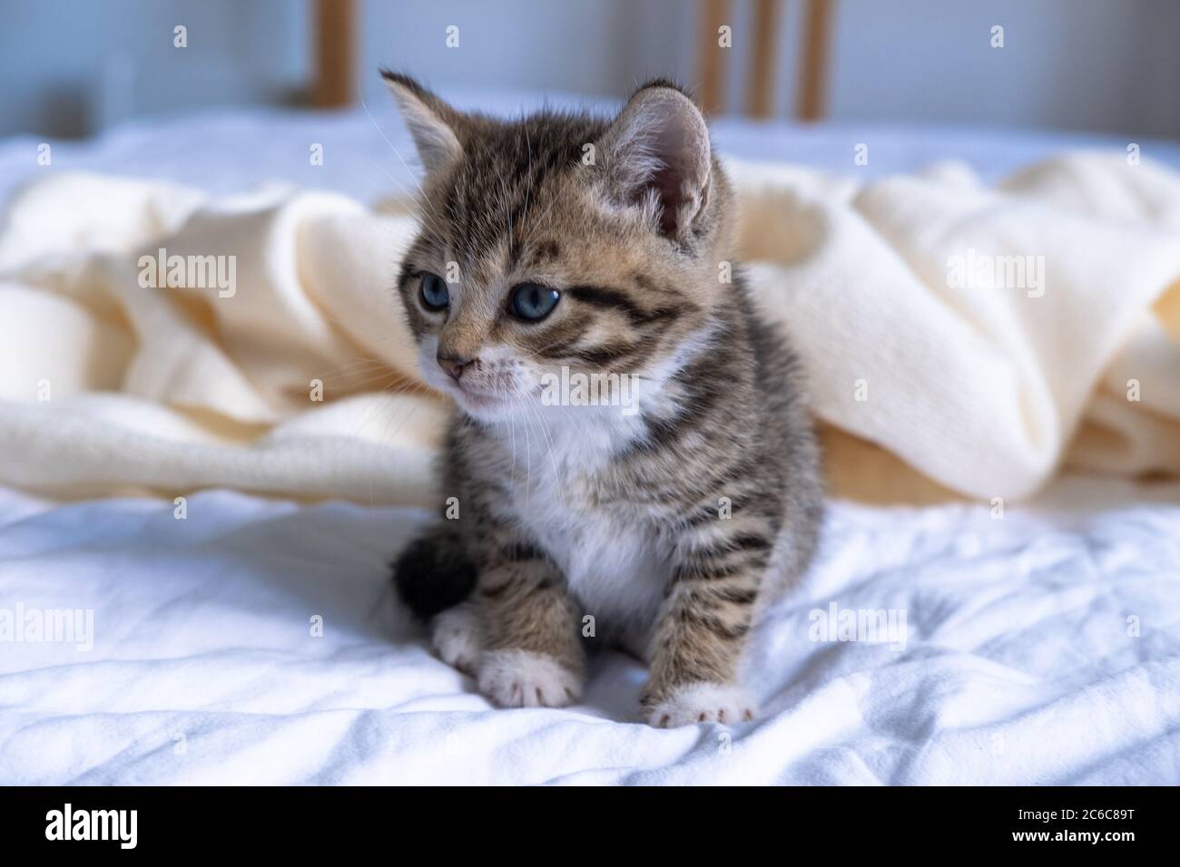 kitten on bed