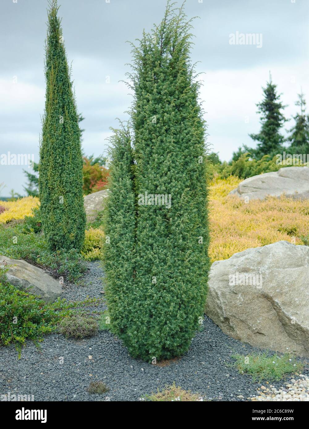Saeulen-Wacholder, Juniperus communis Hibernica, Column juniper, Juniperus communis Hibernica Stock Photo