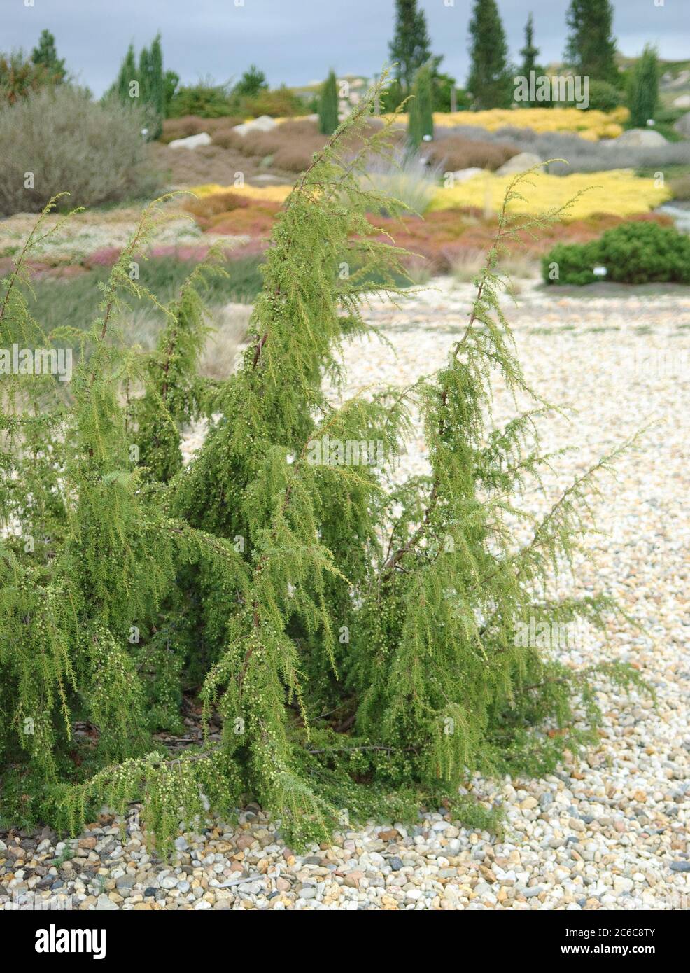 Heidegarten, Trauer-Wacholder , Juniperus communis Wilsede, Heidegarten, sadness juniper, Juniperus communis Wilsede Stock Photo