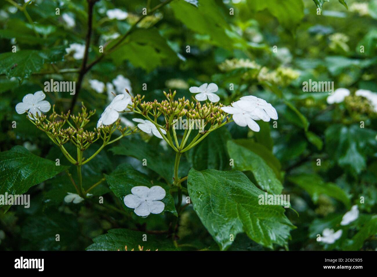 guelder-rose viburnum opulus flowers Stock Photo