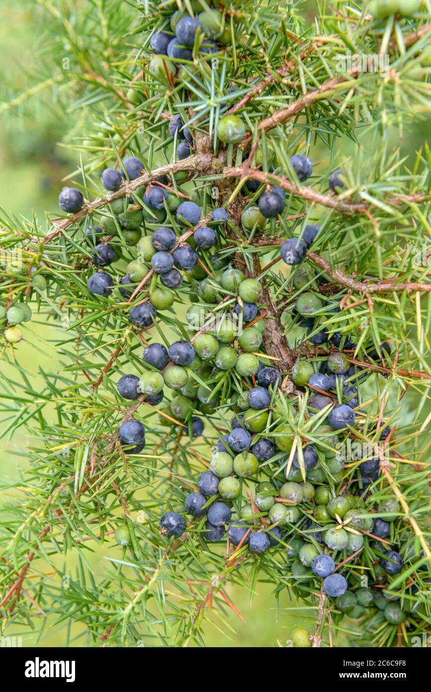 Gewoehnlicher Heide-Wacholder, Juniperus communis, Heide ordinary juniper,  Juniperus communis Stock Photo - Alamy