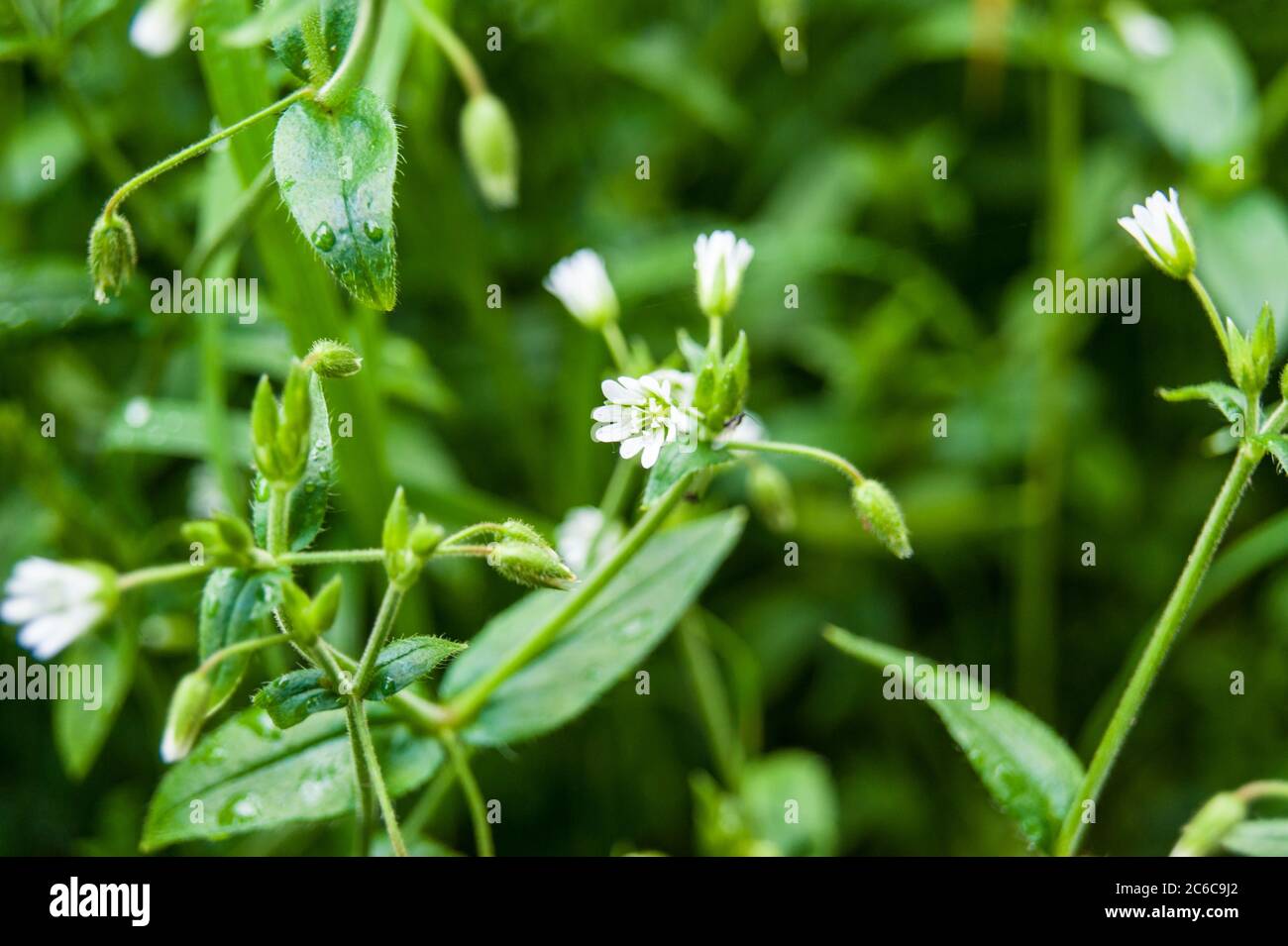 Cerastium fontanum, also called mouse-ear chickweed flower Stock Photo