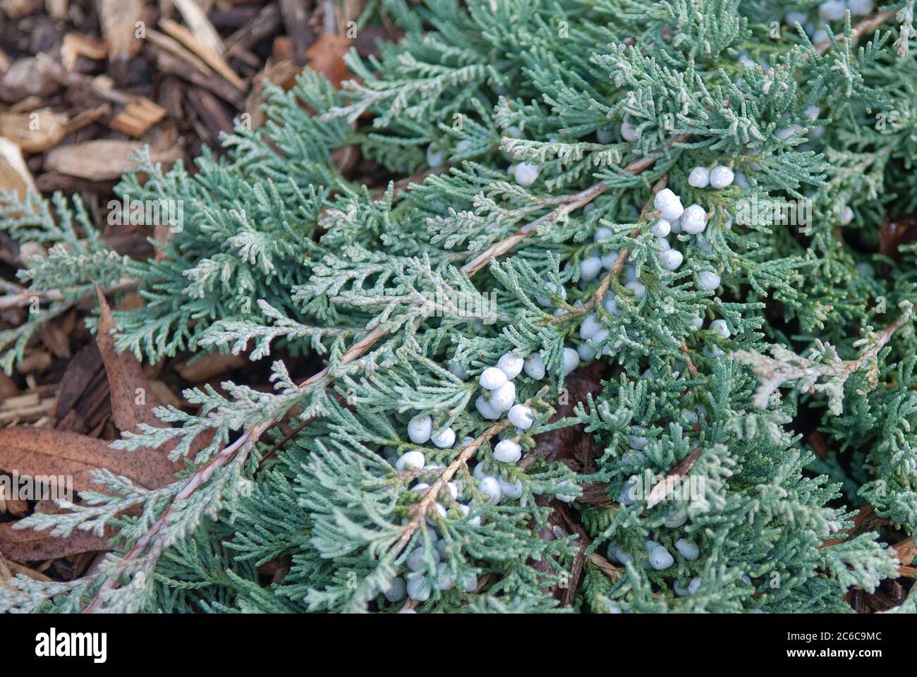 Kriech-Wacholder, Juniperus horizontalis Glauca Group, Creeping juniper, Juniperus horizontalis Glauca Group Stock Photo