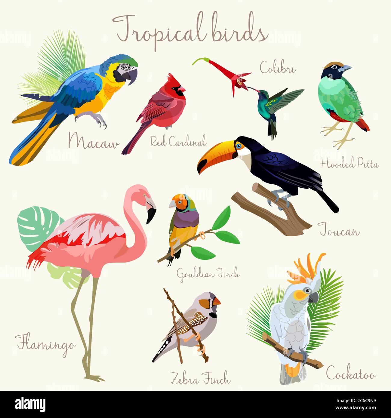 Exotic bird cheap types