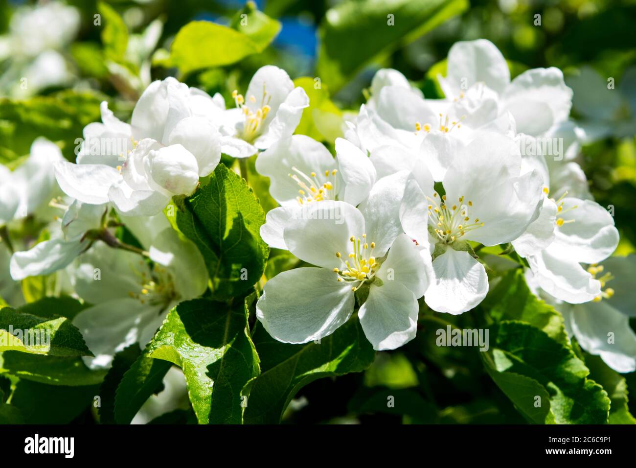 Crab apple blossoms Stock Photo Alamy