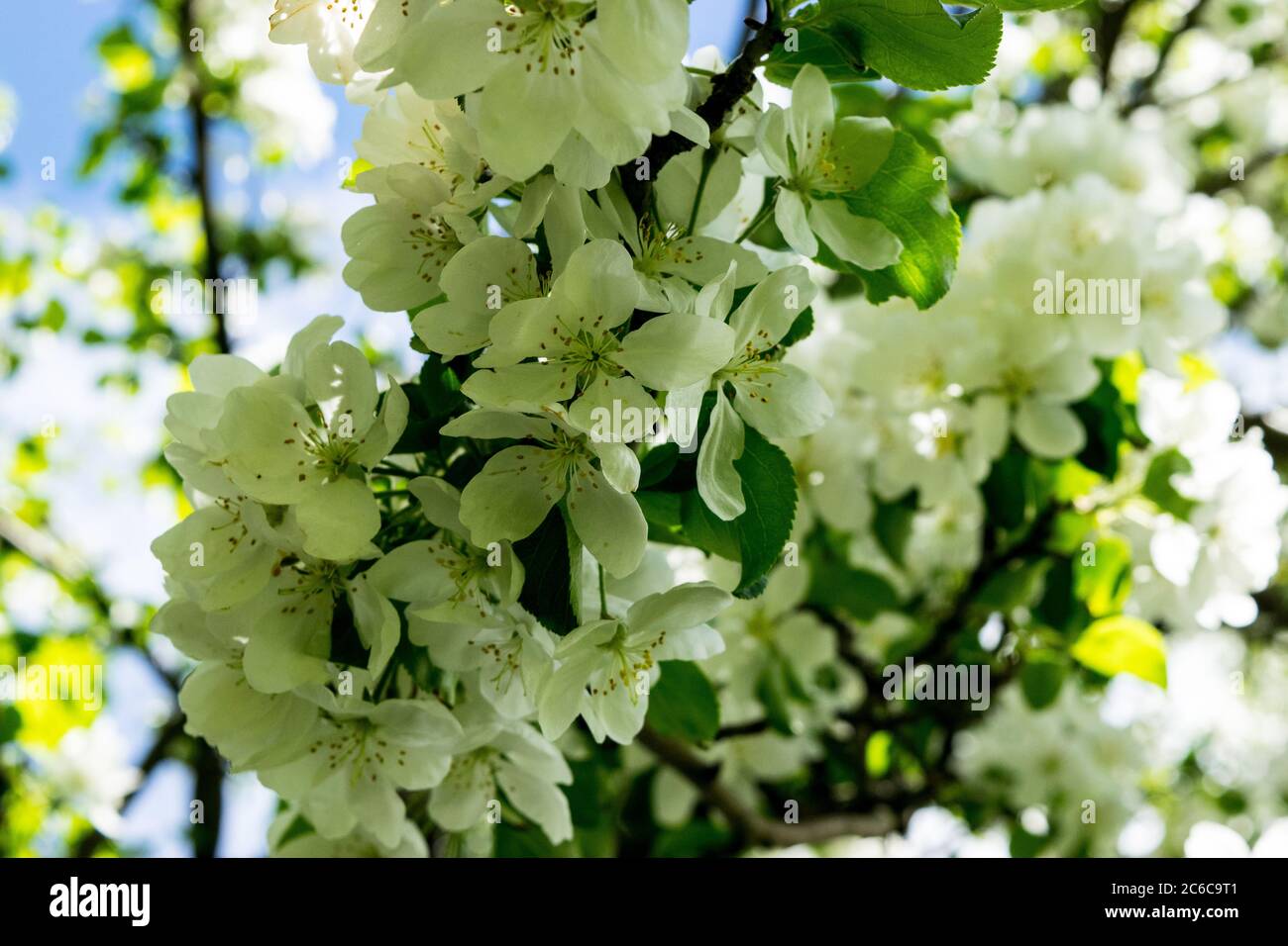 Crab apple blossoms Stock Photo Alamy