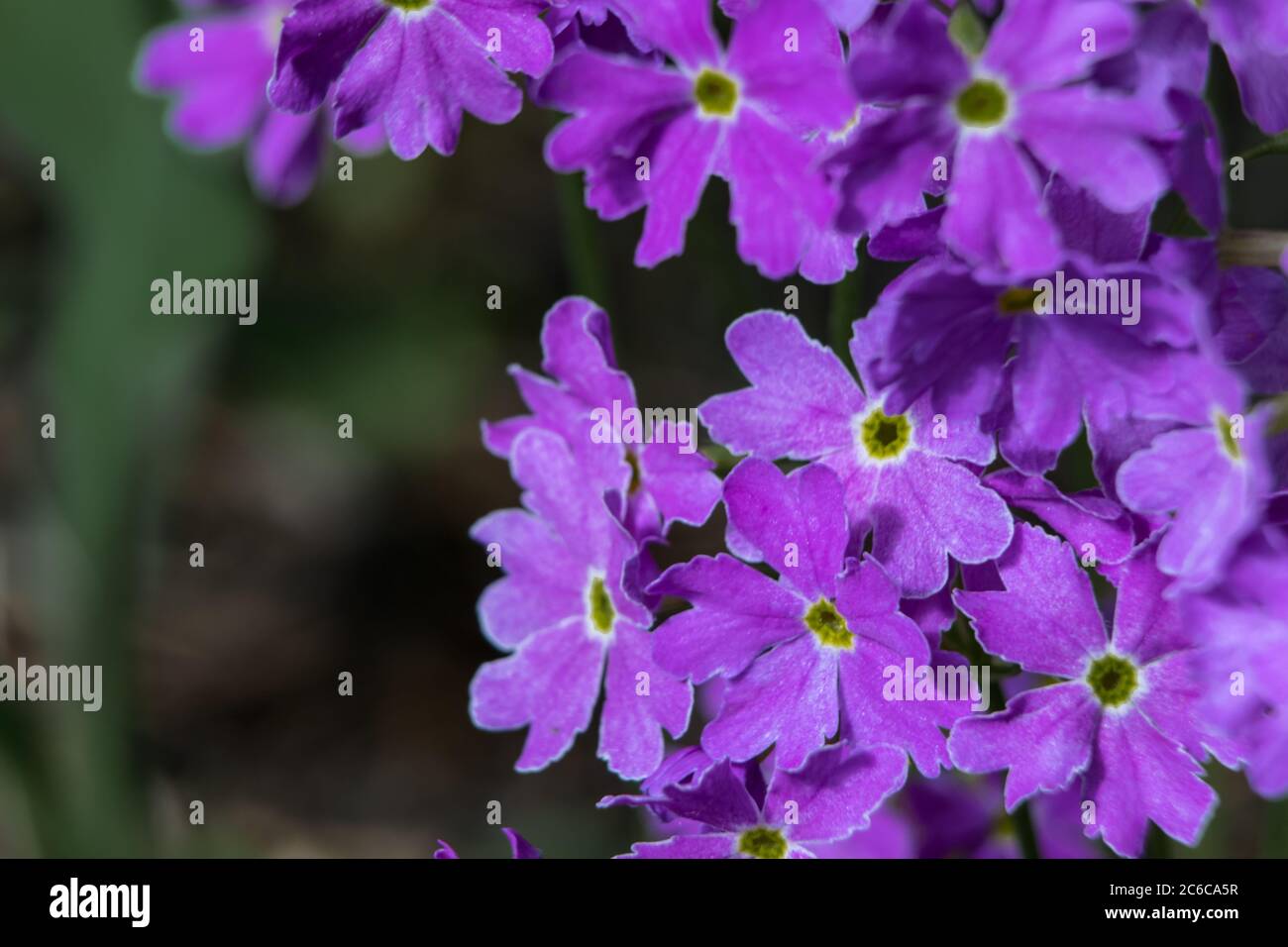 Flowers in bloom Stock Photo Alamy