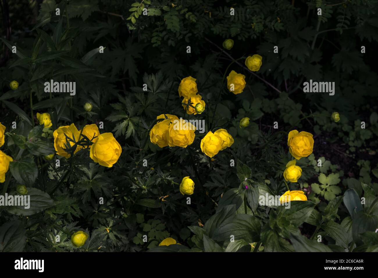 Yellow globe flowers Stock Photo