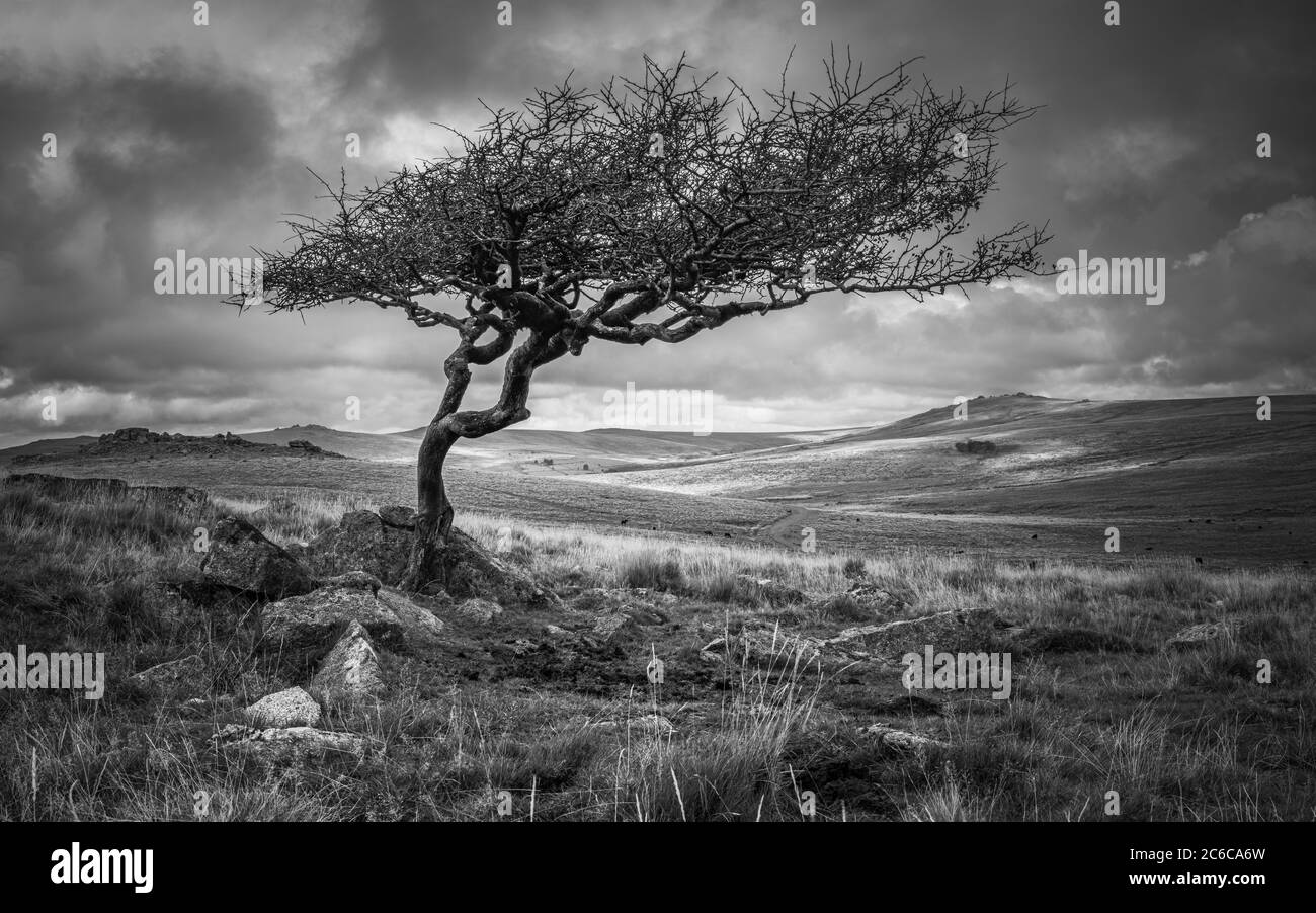Hawthorn tree on Dartmoor Stock Photo