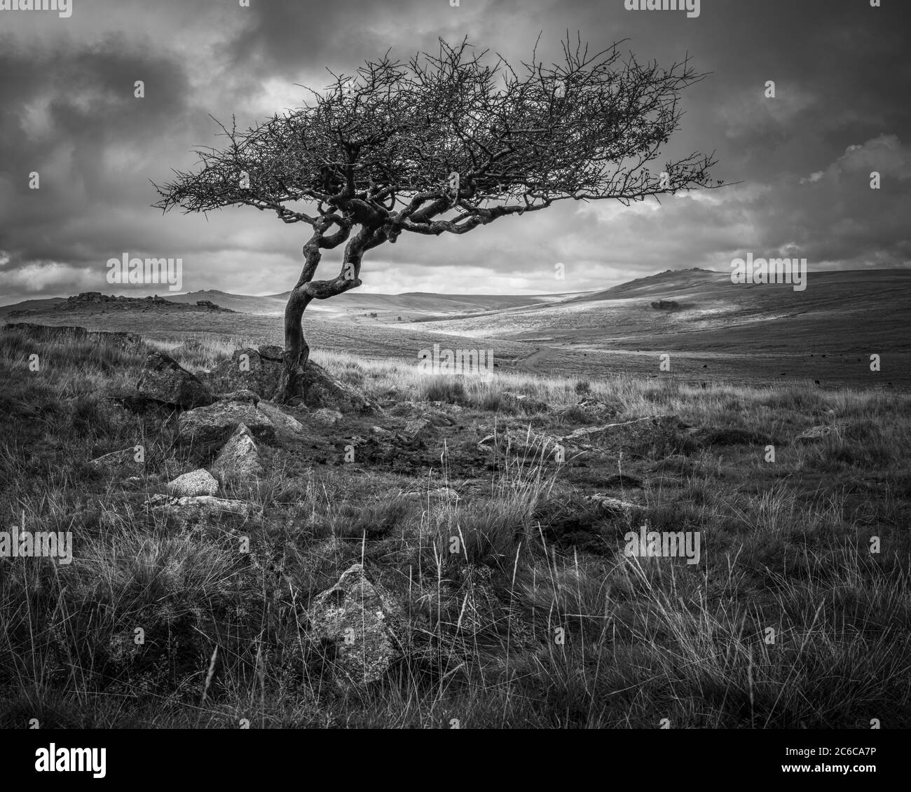 Hawthorn tree hires stock photography and images Alamy