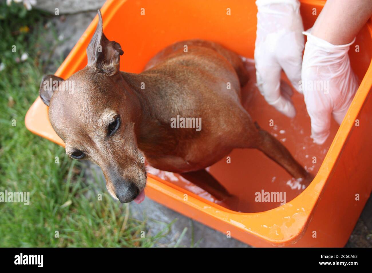 canine grooming