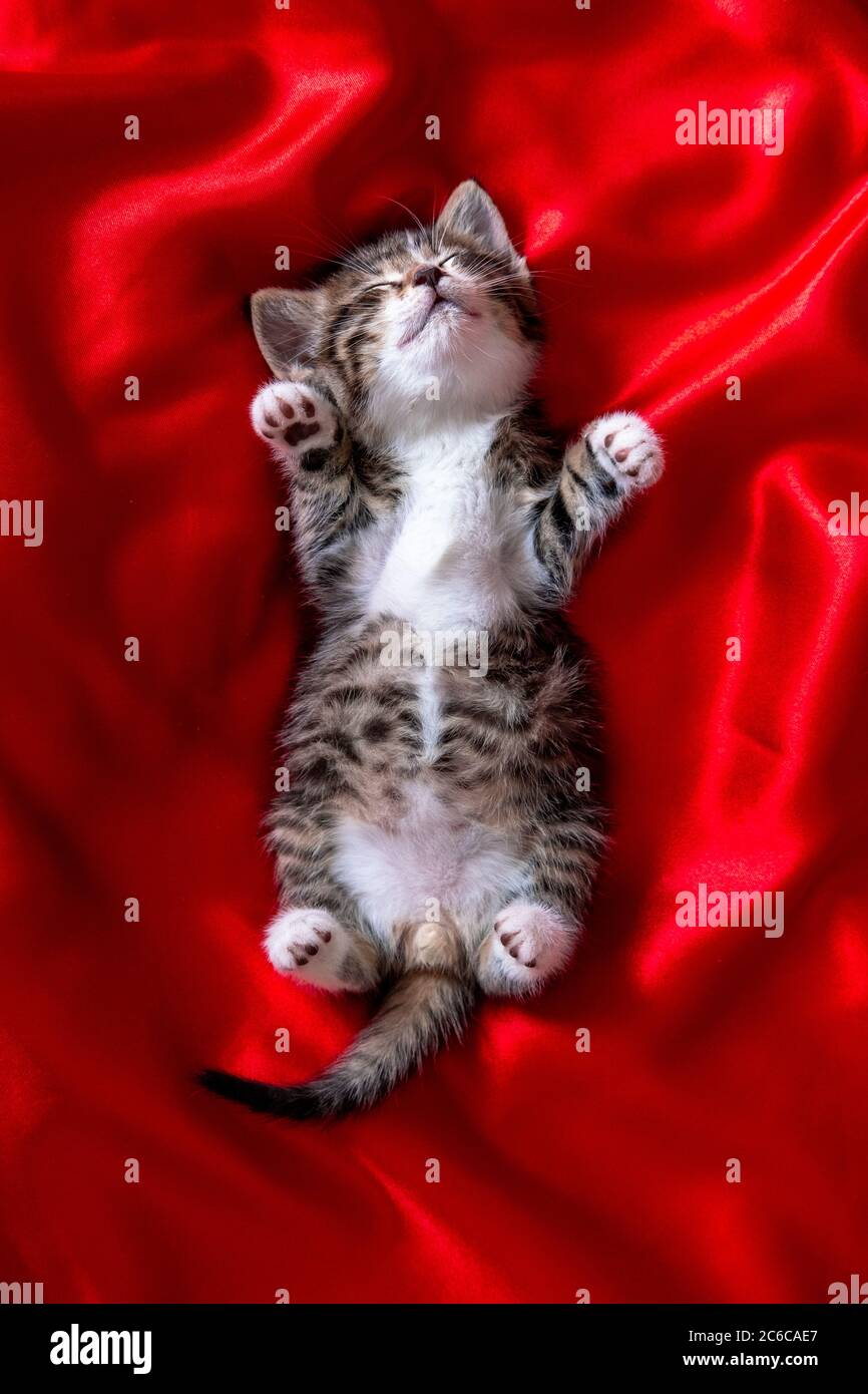 Smiling kitten cheap