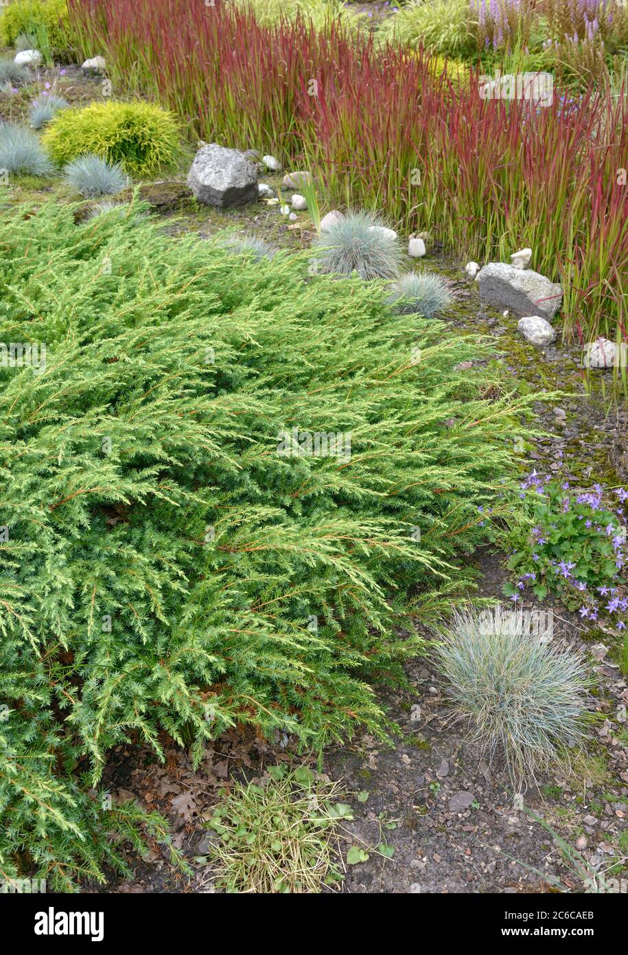 Sachalin-Kriech-Wacholder, Juniperus rigida Schlager, Sachalin-creeping juniper, Juniperus rigida hit Stock Photo