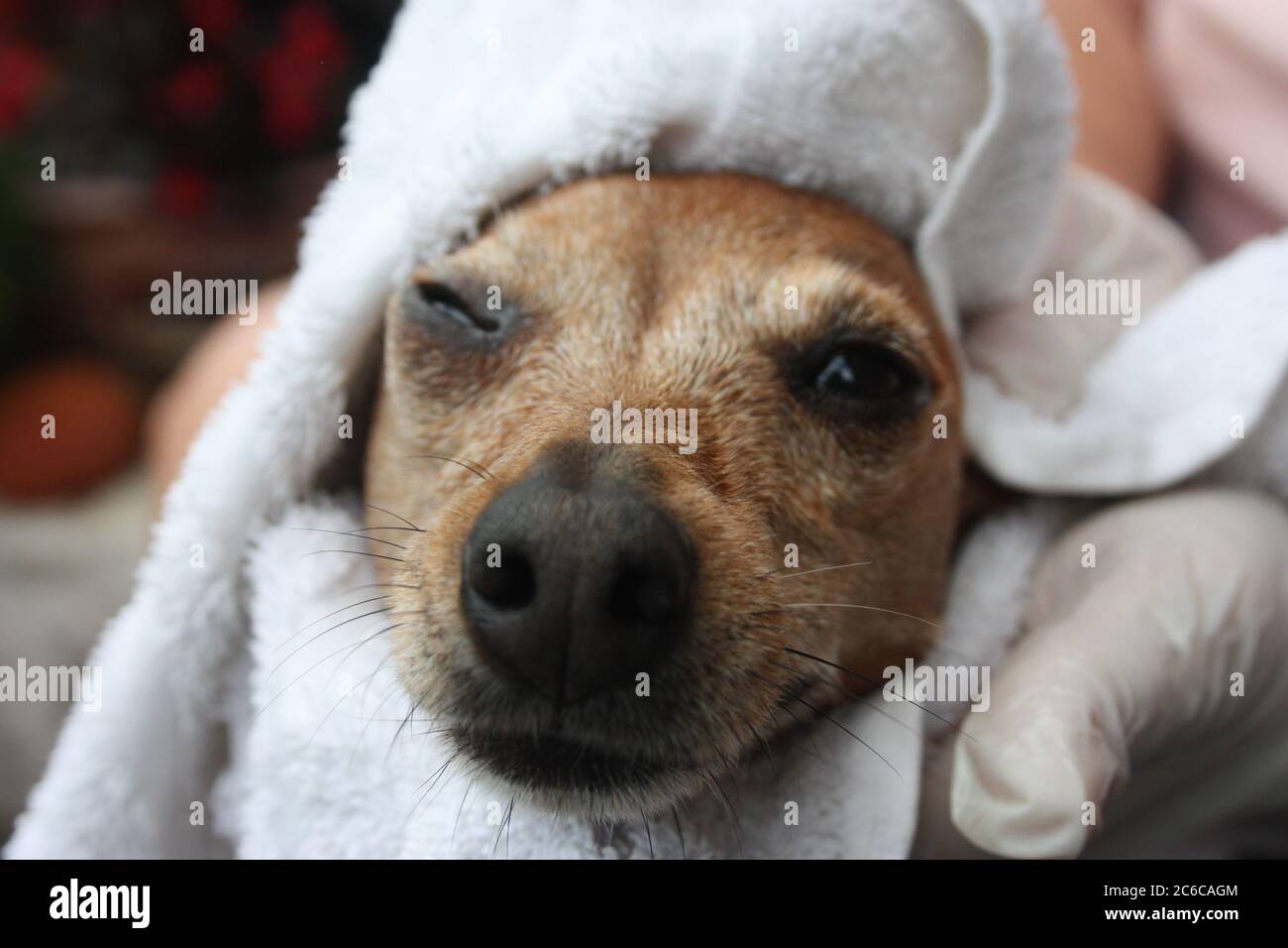 canine grooming