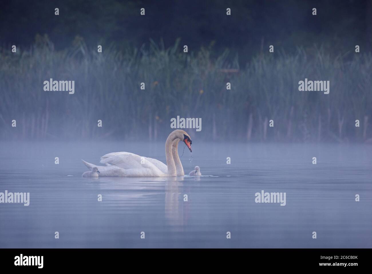 Muted Swan Stock Photo