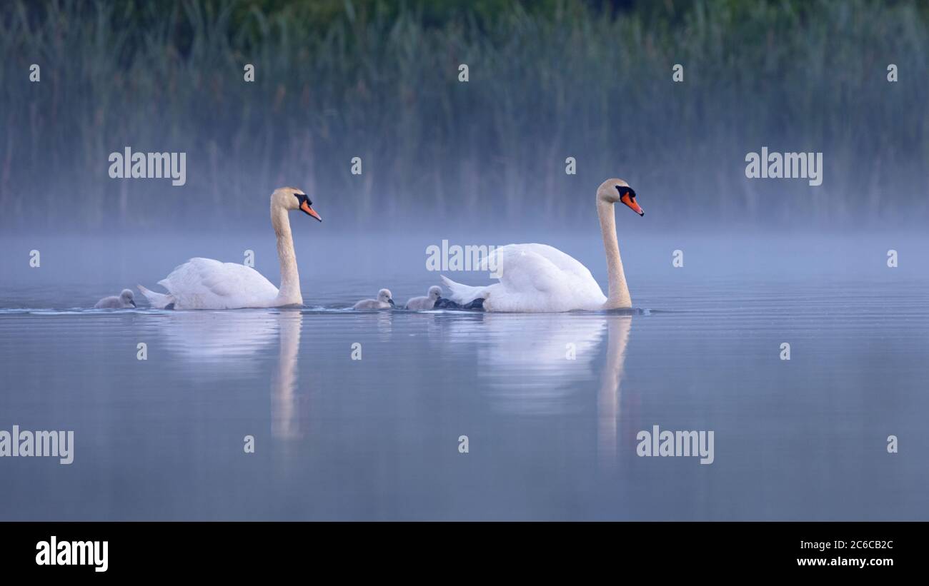 Muted Swan Stock Photo