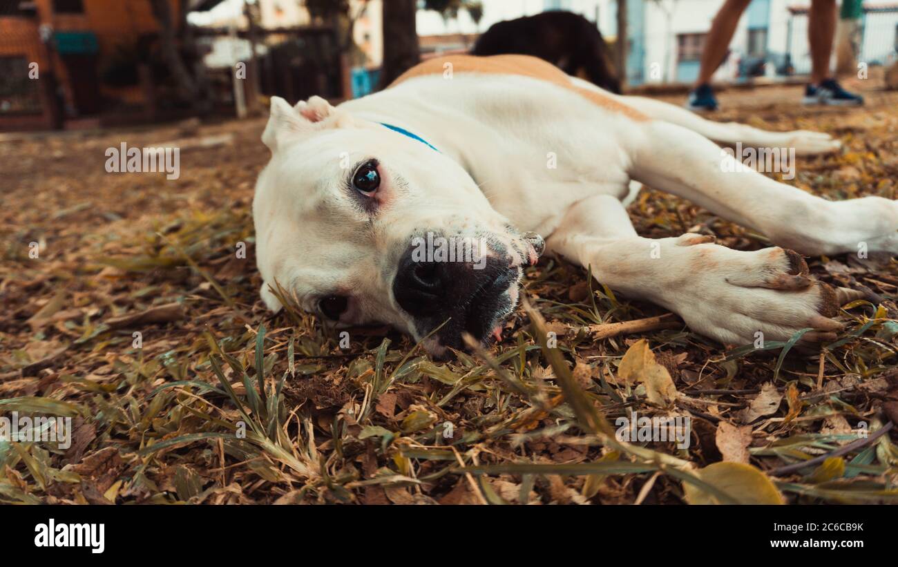 a portrait of a boxer dog lying on the grass Stock Photo