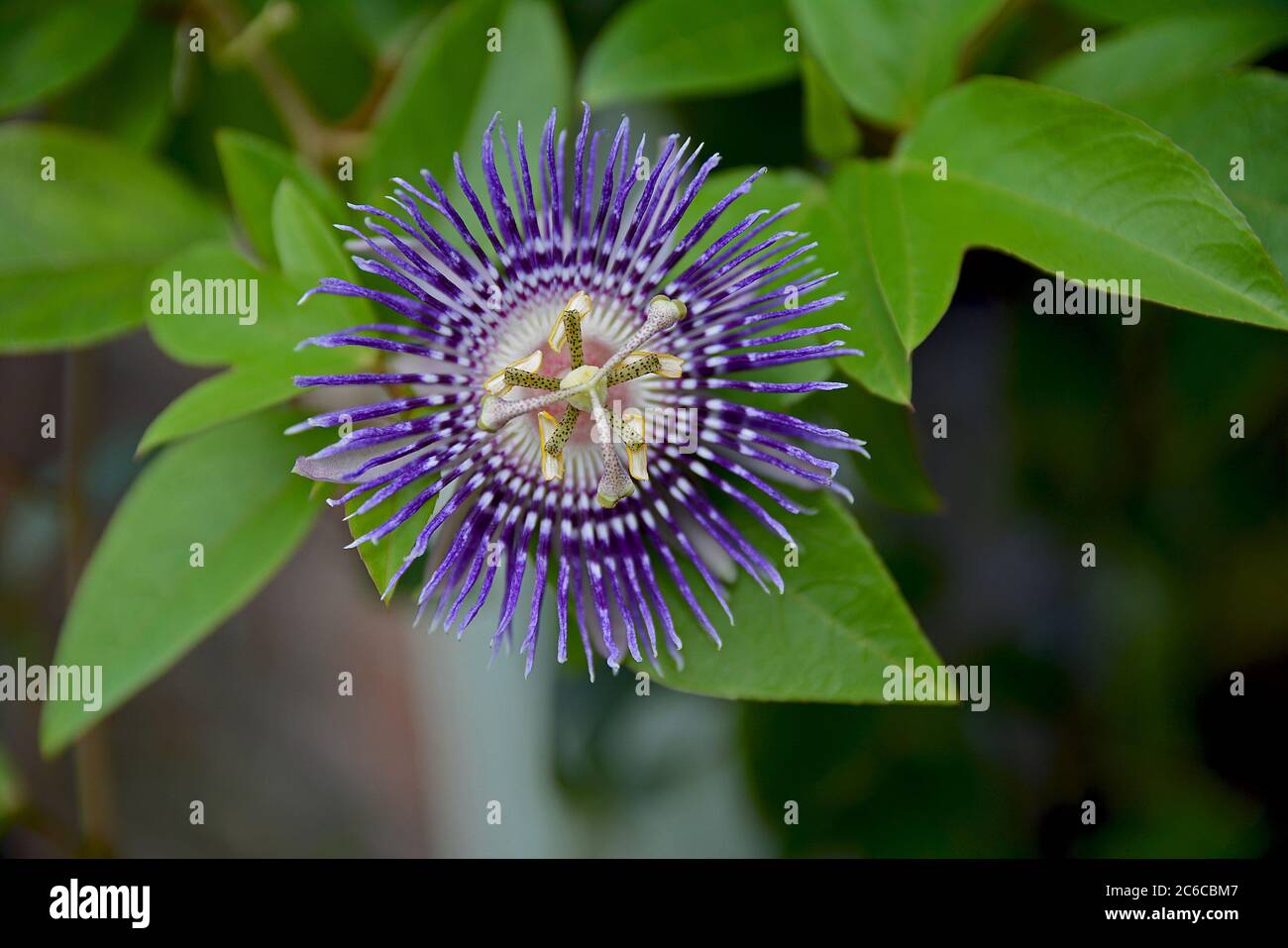 Kashmir Kusum flower, violet and purple, vine on rooftop in India Stock