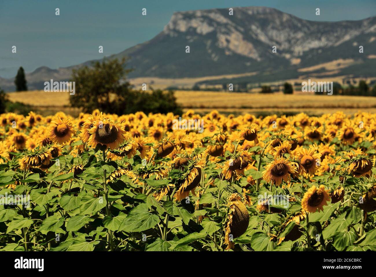 Close-up of a sunflower-Helianthus annuus field in its peak growth season -mountains in the background- under the bright midday sun of an August day i Stock Photo