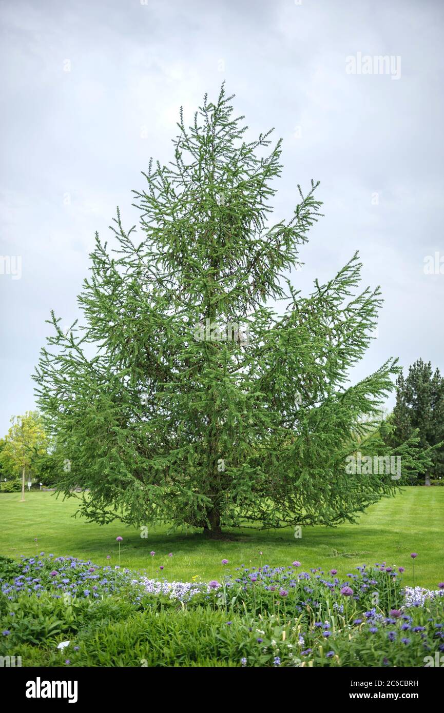 Japanische Laerche, Larix kaempferi, Japanese larch, Larix kaempferi Stock Photo