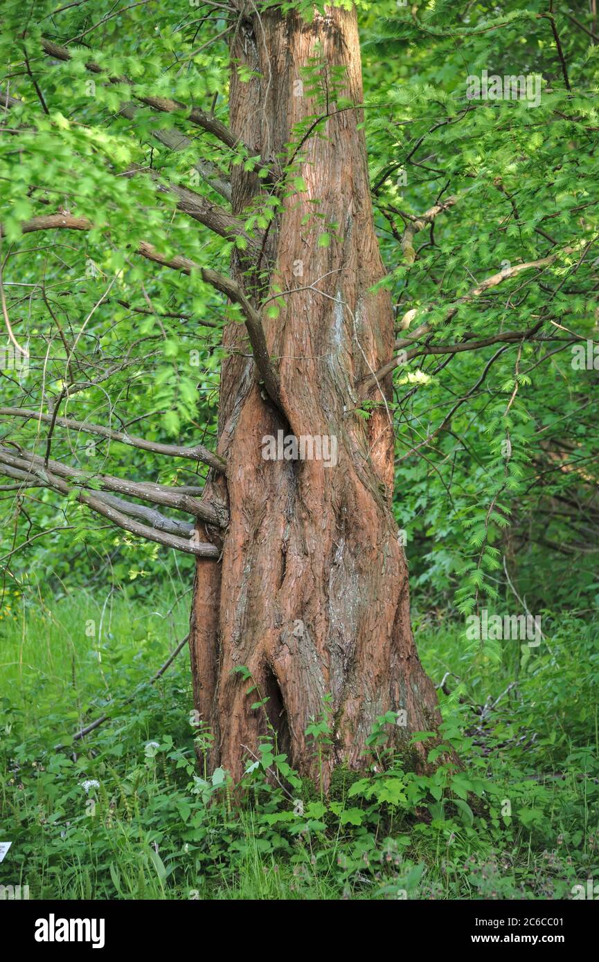 Urweltmammutbaum, Metasequoia glyptostroboides, Redwood, Metasequoia glyptostroboides Stock Photo