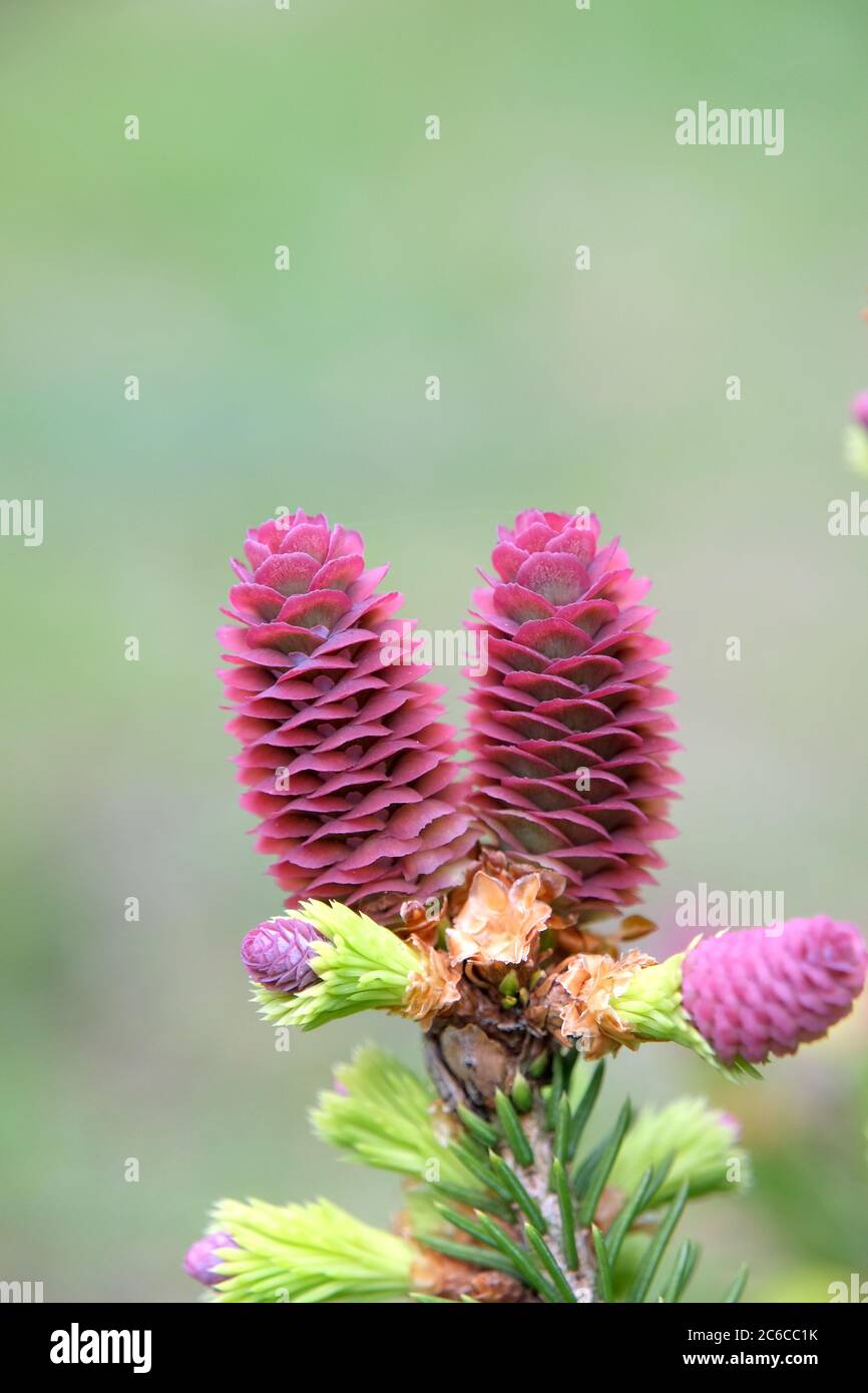 Zwerg-Zapfen-Fichte, Picea abies Pusch, Weibliche Bluete, Dwarf pin spruce, Picea abies Pusch Female flower Stock Photo