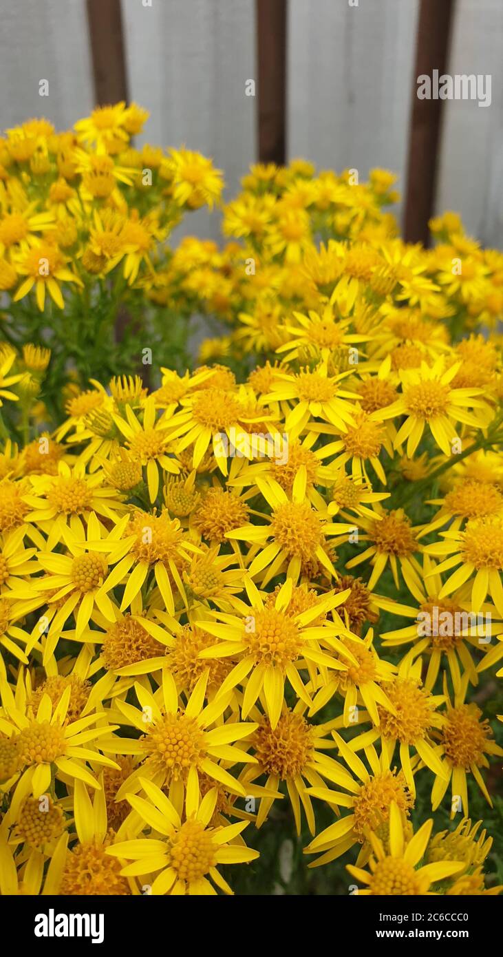 Yellow wild flowers against wooden fence Stock Photo