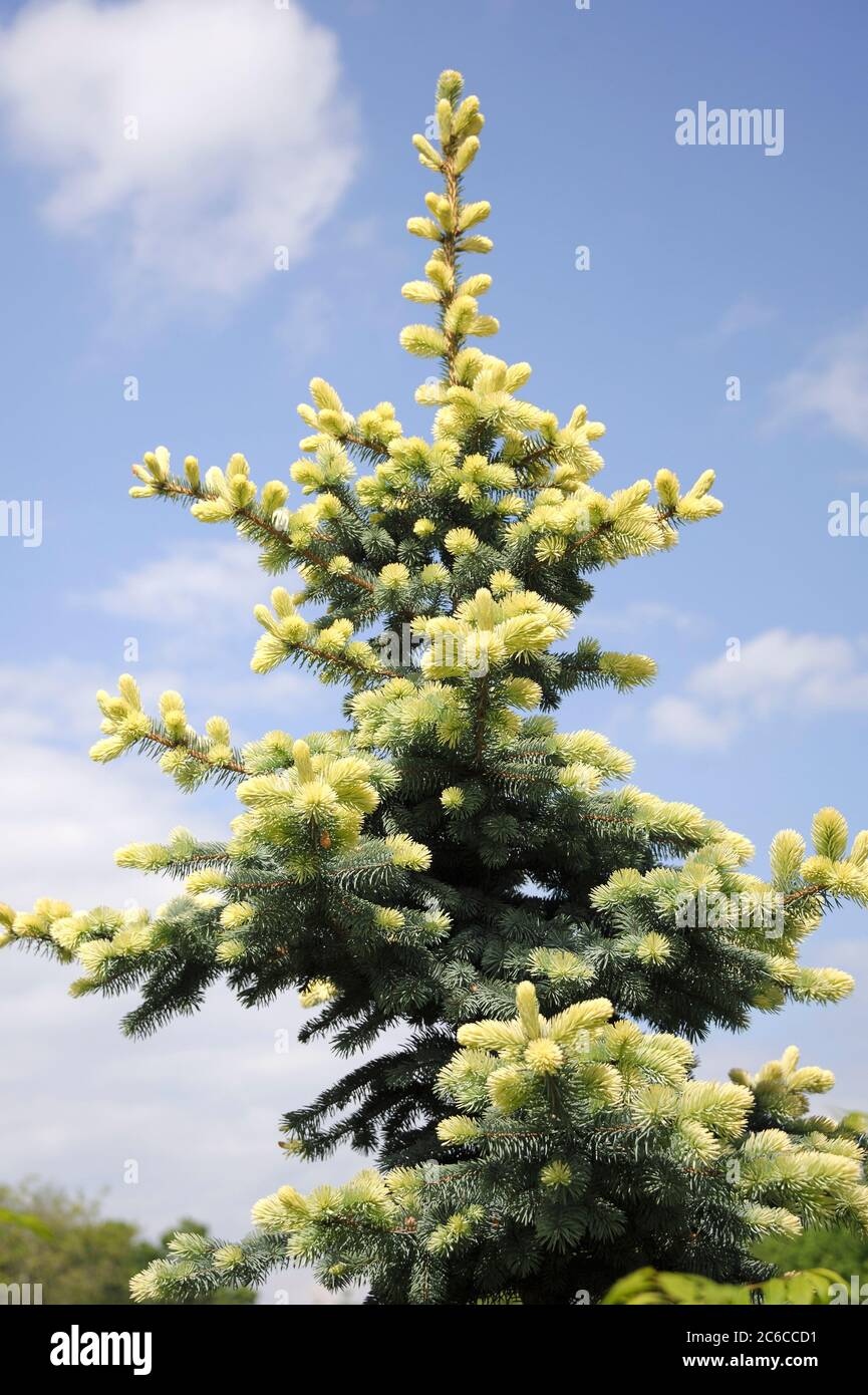 Blau-Fichte, Picea pungens Glauca Albospica, Blue spruce, Picea pungens Glauca Albospica Stock Photo