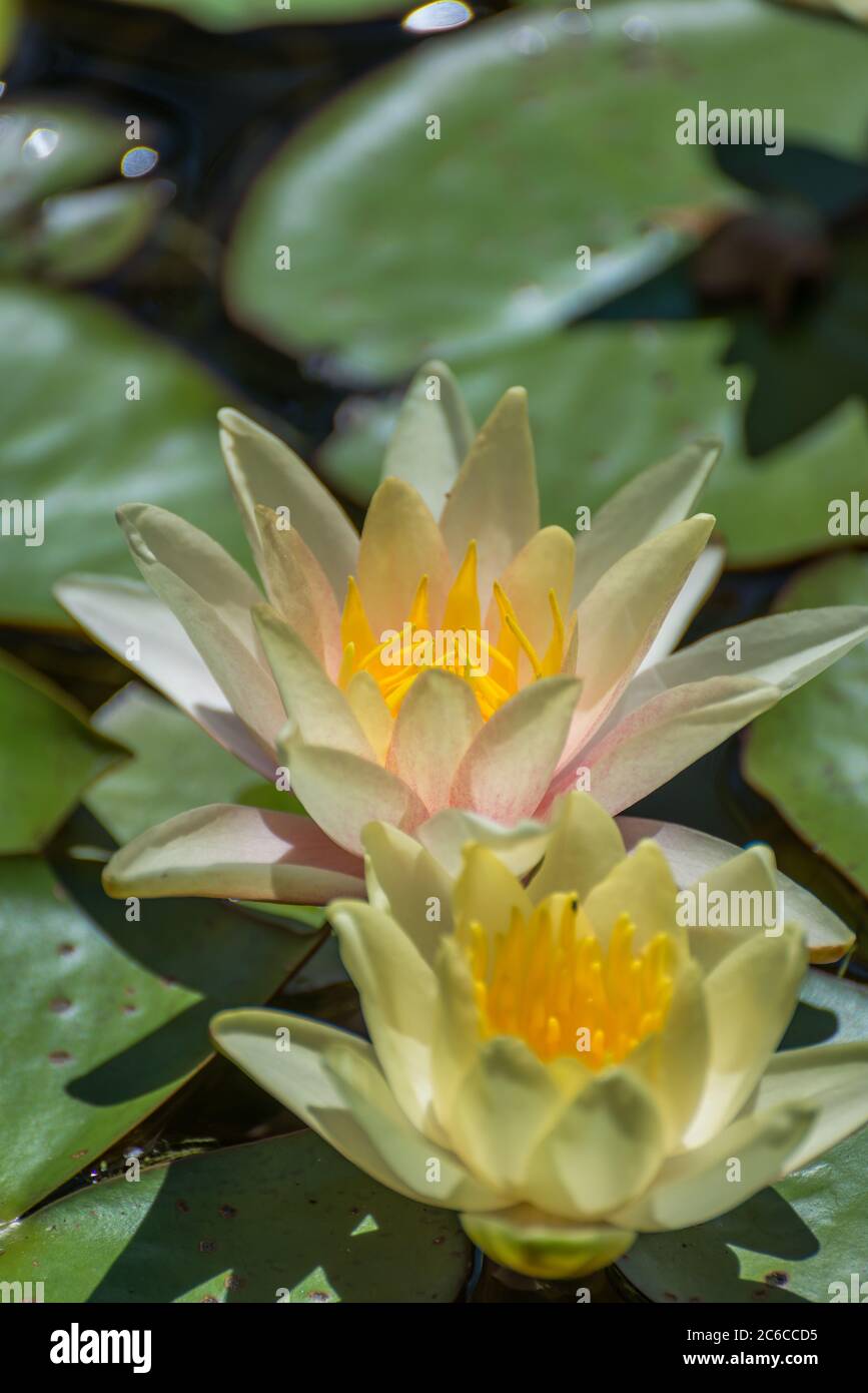 Yellow Water Lilies  (Nymphaea species) flower on large round leaves Stock Photo