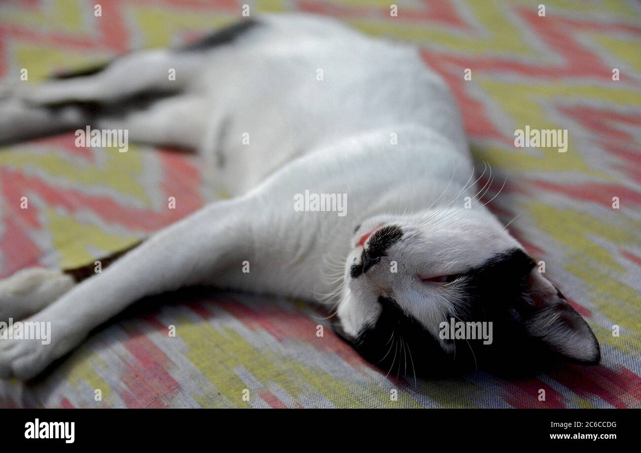 Nap time for cat Stock Photo