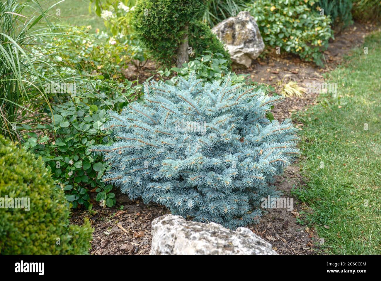 Blau-Fichte, Picea pungens Glauca Globosa, Blue spruce, Picea pungens Glauca Globosa Stock Photo