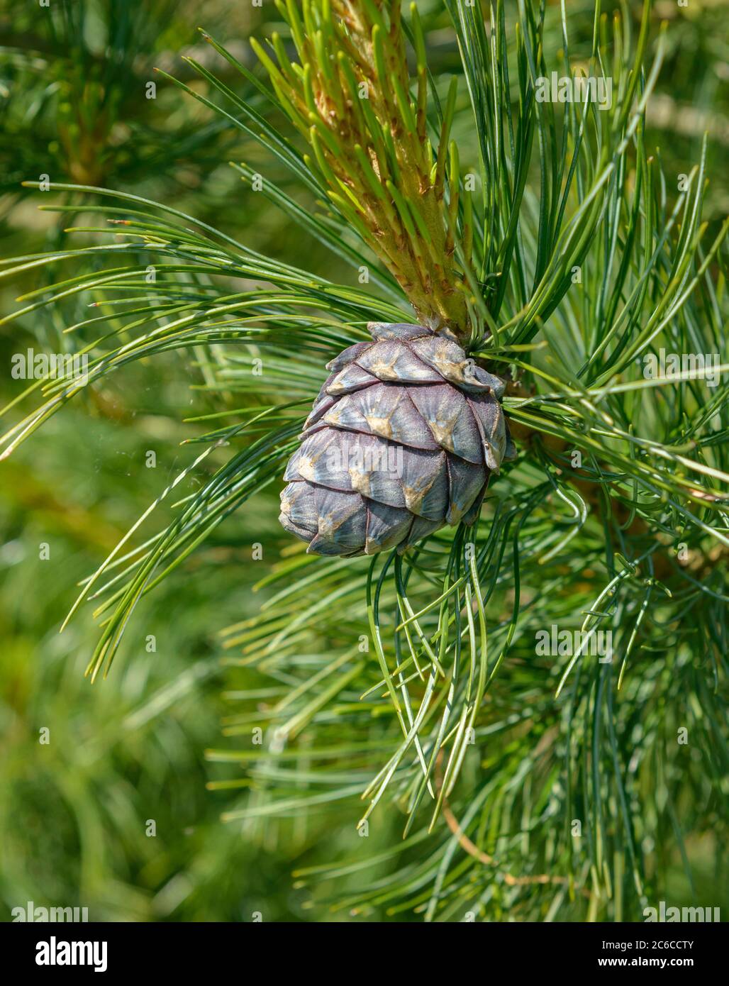 Zirbel-Kiefer, Pinus cembra, Pineal pine, Pinus cembra Stock Photo