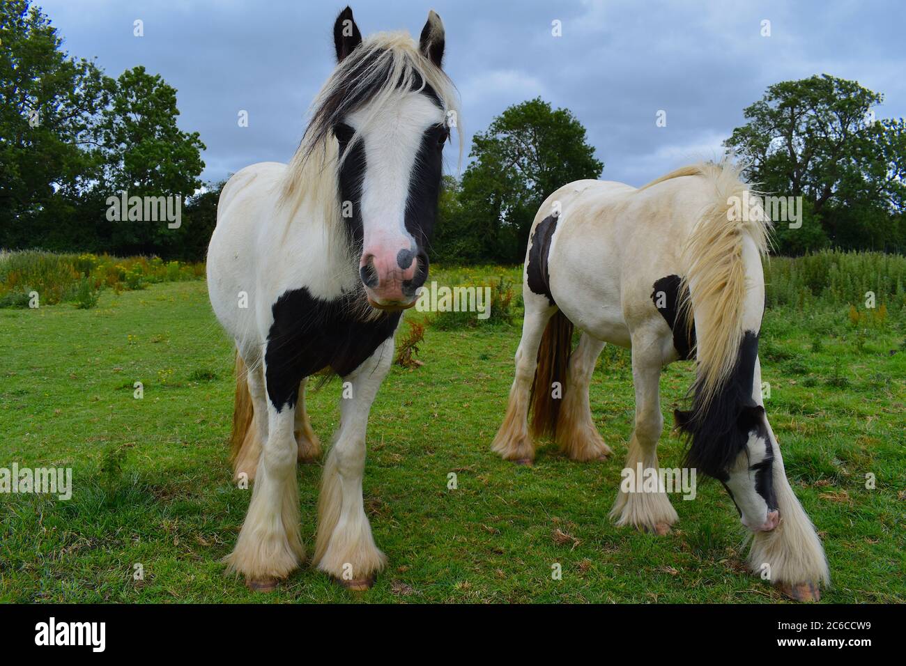 Gypsy horse has abundantly feathered legs thick tail and mane Feathering comes around the front knees and the rear hocks extending to the front hooves Stock Photo