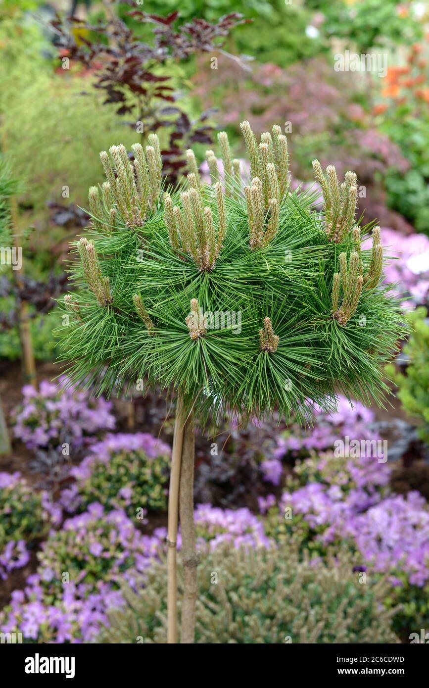 Japanische Rot-Kiefer, Pinus densiflora Low Glow, Japanese red pine, Pinus densiflora Low Glow Stock Photo