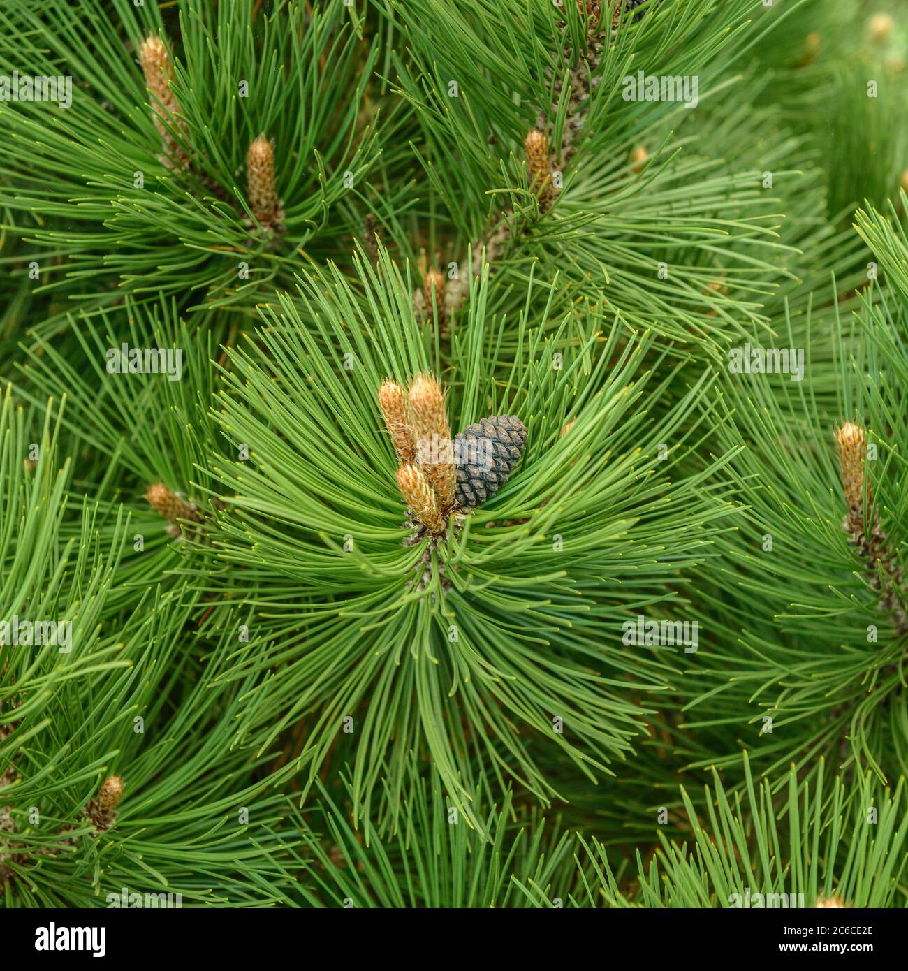 Schlangenhaut-Kiefer, Pinus heldreichii Malinki, Snake skin pine, Pinus heldreichii Malinki Stock Photo